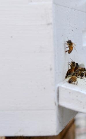 Miejskie pszczoły na dachu Pałacu Kultury i Nauki